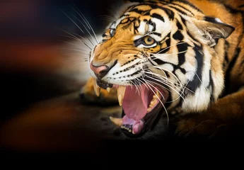 Papier Peint photo Tigre Growl siberian tiger