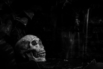skull in garden