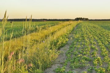 Fototapeta premium Рассвет в поле
