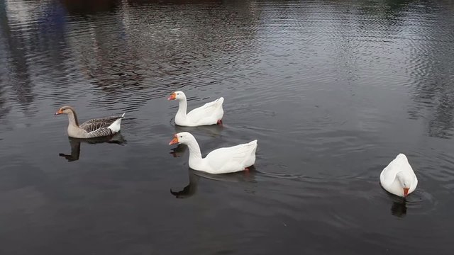 group Domestic geese float in water