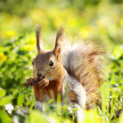 Squirrel with Pinecone
