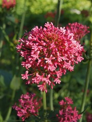 Flowers of red valerian plant