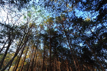 Fototapeta premium coniferous forest