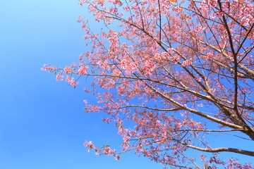 sakura in thailand