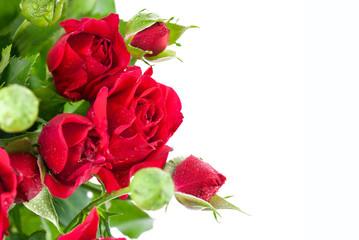 Bunch red roses greeting card. Isolated on white background