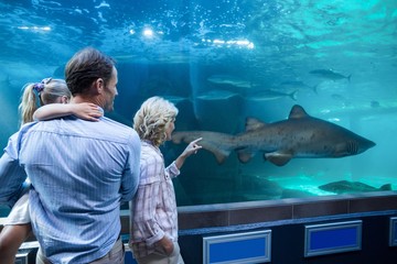 Obraz premium Wear view of family looking at shark in a tank 