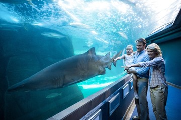 Family pointing a shark in a tank