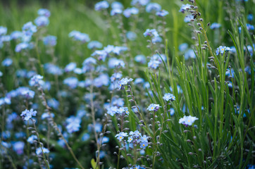 Fototapeta premium nots flowers