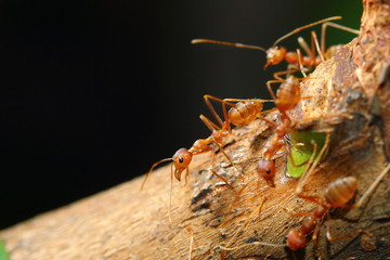 bee