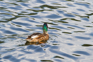 Duck swimming on pond