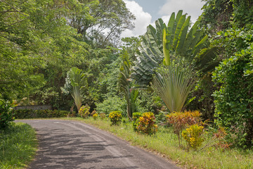 Straße und Palmen auf der Insel Dominica