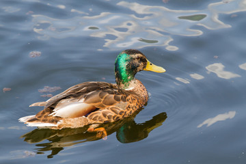 Duck swimming on pond