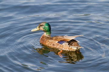 Duck swimming on pond