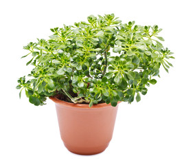 Fototapeta premium Home Plant
