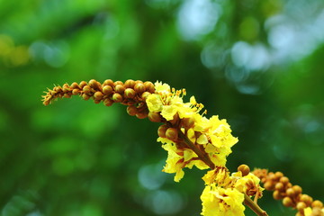 Yellow flowers,Copperpod, Golden Flamboyant, Yellow Flamboyant, 