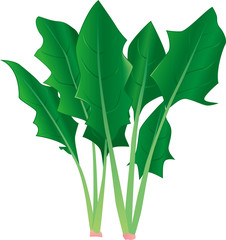 ほうれん草イラスト