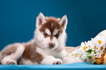 funny puppy with a bouquet of flowers wishes happy holidays