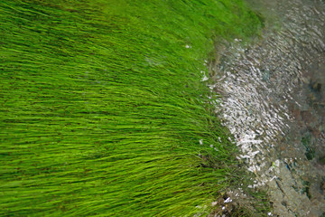 Algen im fließenden Wasser