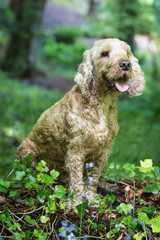 Cocker Spaniel