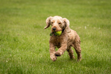 Cocker Spaniel