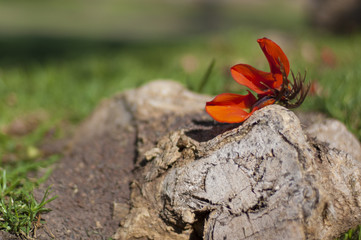 flor sobre piedra