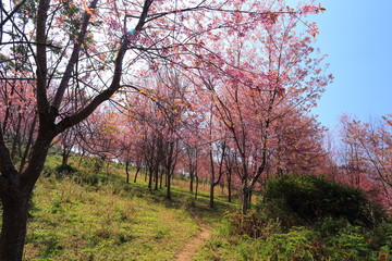 Fototapeta premium sakura in thailand