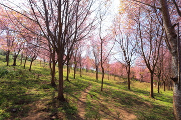 sakura in thailand