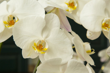 Naklejka na ściany i meble white beautiful orchid