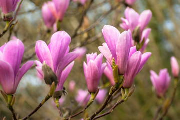 Fototapeta na wymiar Pink Magnolia