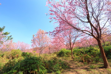 sakura in thailand
