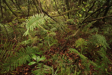 Obraz premium Undurchdringliche Wildnis in den Everglades