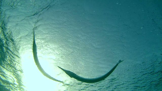 Sabre-toothed blenny cleaning Garfish, Red sea, Marsa Alam 