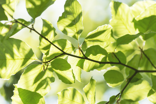 Abstract detail of green leaves in spring and summer.