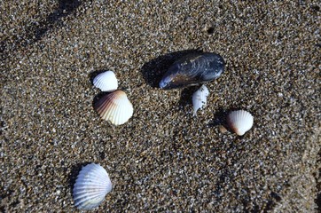 Conchiglie su sabbia.