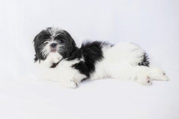 One black and white shih tzu puppy - watching you