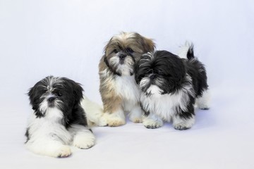 Naklejka na ściany i meble Three shih tzu puppies two black and white and one colored