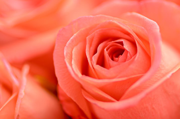 Fototapeta na wymiar beautiful soft orange rose