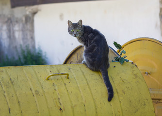 Stray cat sitting on a dustbin