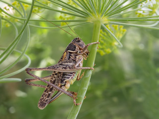 grasshopper climbing upward on a flowered dill