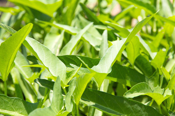 close up of morning glory leaf