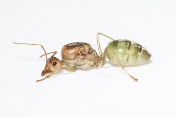 The queen ant
