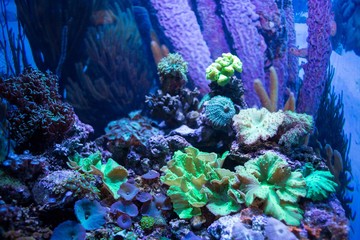 Algae, coral and stones in a tank 