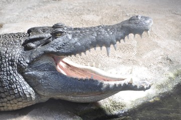 Zoo