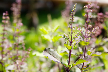 Fresh basil flower plant close up