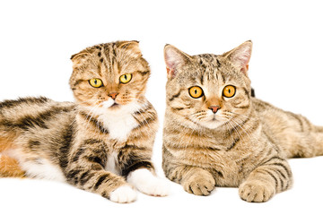 Obraz premium Portrait of Scottish Fold and Scottish Straight cats