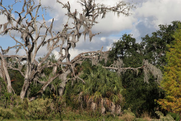 old tree,Key Bahia Honda, Florida, USA, North America