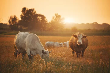 Fototapete Kuh Kühe auf der Weide