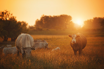 Fototapeta premium Cows on pasture