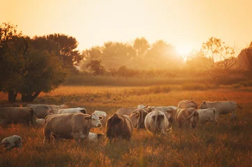 Foto auf Acrylglas Kuh Kühe auf der Weide