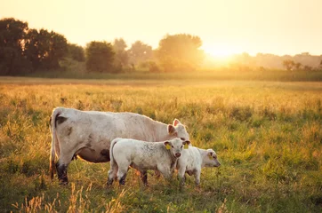 Photo sur Plexiglas Vache Vaches au pâturage